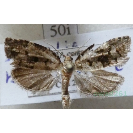 Dichelia histrionana (Frölich, 1828) Zwójka pędówka Czech50i